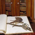 New interactive Birds of America display