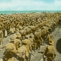 Victorian libraries collaborating to commemorate WWI