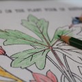 Colour our collections