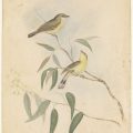 Newly digitised works on paper