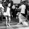 Girl and Dog in Supermarkert, Toorak Rd. c.1970. New acquisition. Photo by Rennie Ellis.
