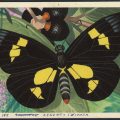 Digitising and cataloguing 11,000 works on paper