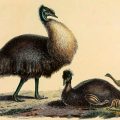 Empress Josephine and the last emu