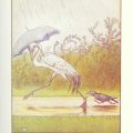 The Johnny Crow stories