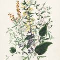 A turn around the garden: Victorian flora in the State collection