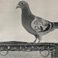 Pigeon messengers of World War I