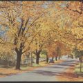 Golden elms beside the bowling green, Ireland St. Bright.