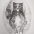 Trim, the Aussie cat