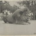 Lion at large on Little Collins