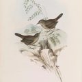 Elizabeth Gould (1804-1841): Artist, traveller, wife and mother