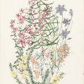 Fanny Anne Charsley: a legacy of flowers