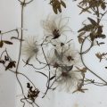 Baron Ferdinand von Mueller’s Educational Collections of Australian Plants
