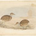 National Bird Week: Some of our birds