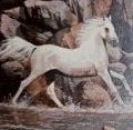 Reconnecting with ‘The silver brumby’